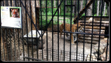 Зоопарк в Абзаково